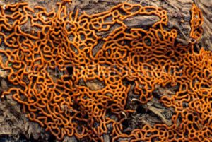 Pretzel slime mould